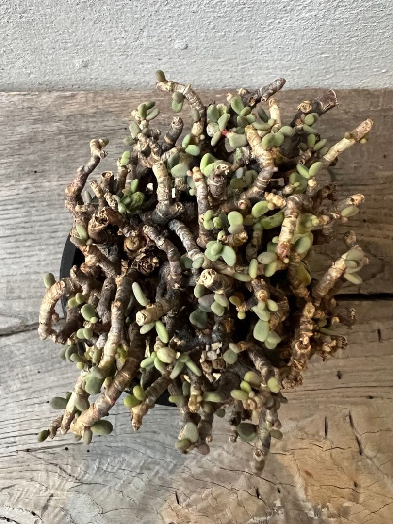 発根済　ケラリアピグマエア　ベアルート株　②