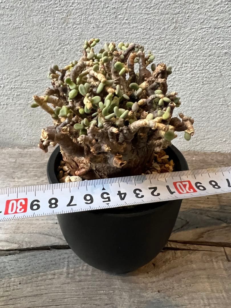 発根済　ケラリアピグマエア　ベアルート株　②