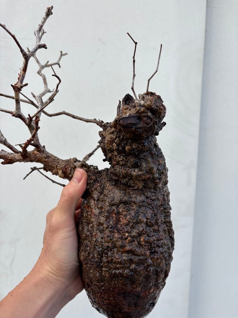 A*読様 オペルクリカリア　パキプス