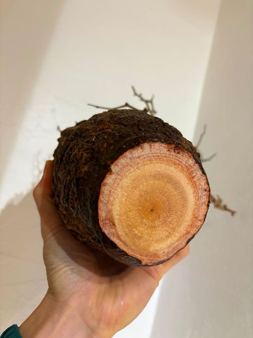 A*読様 オペルクリカリア　パキプス