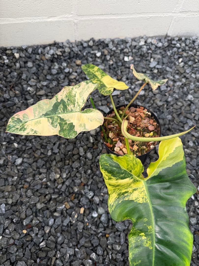 超絶希少 フィロデンドロン　ジェニファー斑入り