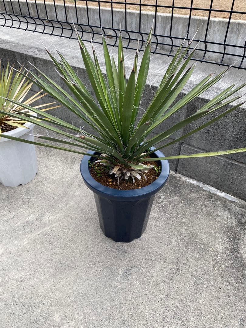 ユッカ　フィリフェラ　ロストラータ　アガベ　塊根　ドライガーデン　ロックガーデン