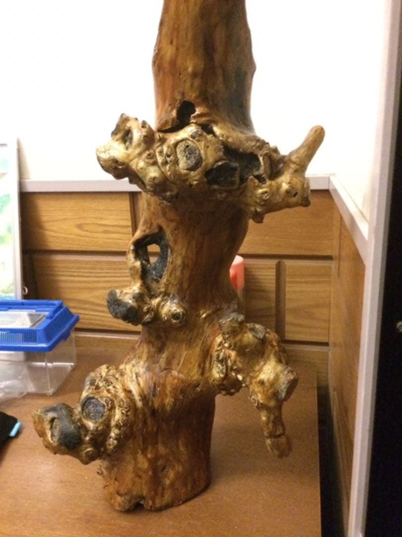 流木 インテリア