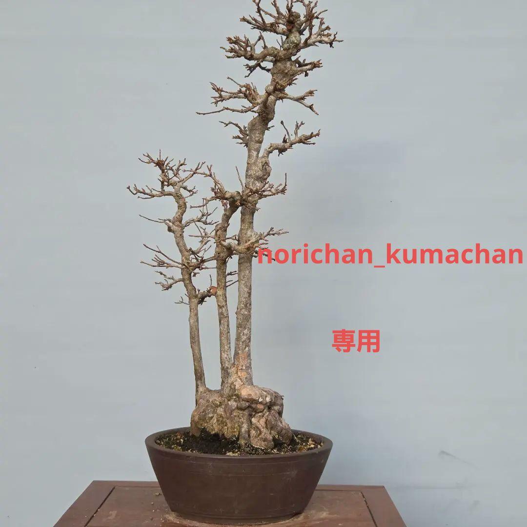 楓　カエデ　[株立ち三幹]　大品盆栽