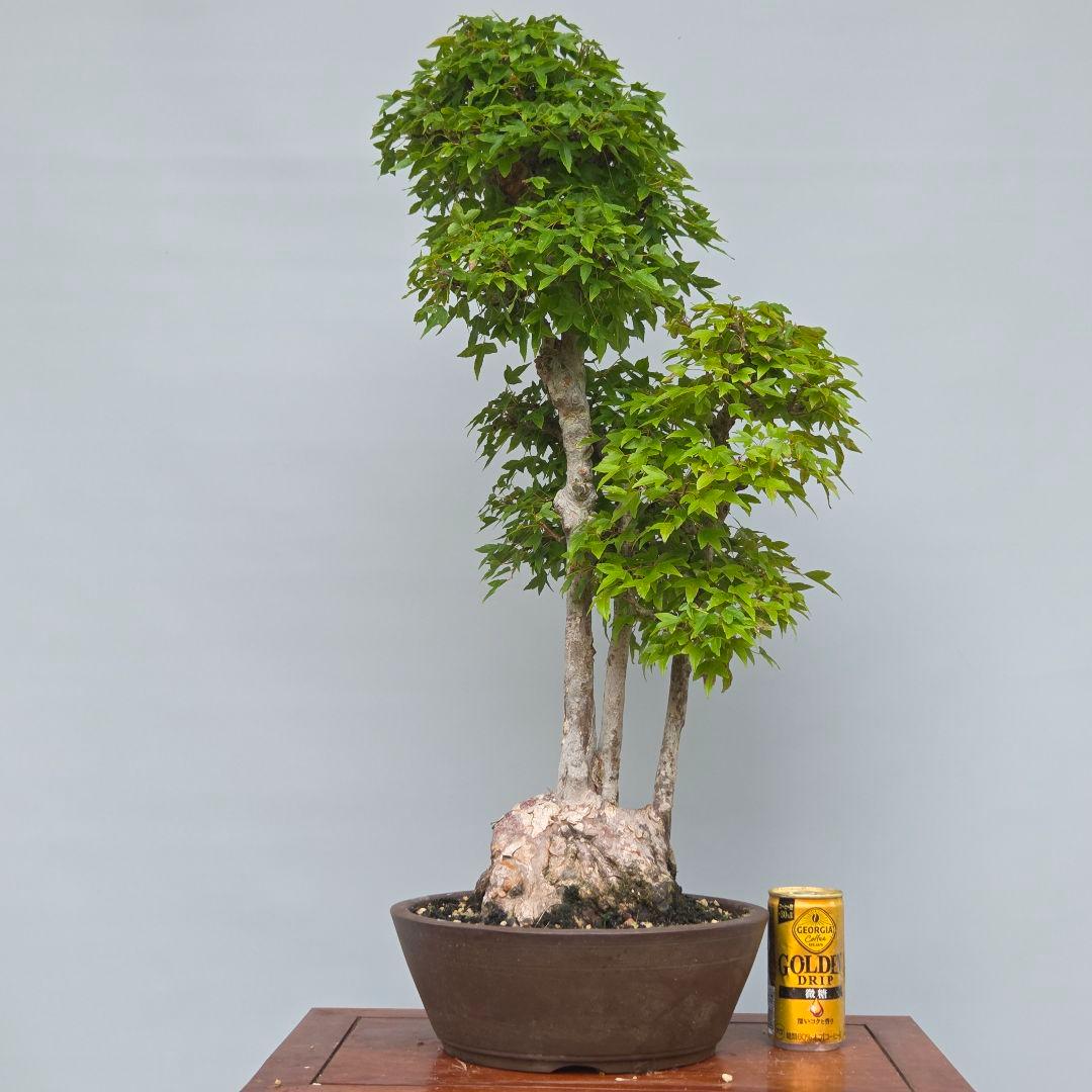 楓　カエデ　[株立ち三幹]　大品盆栽