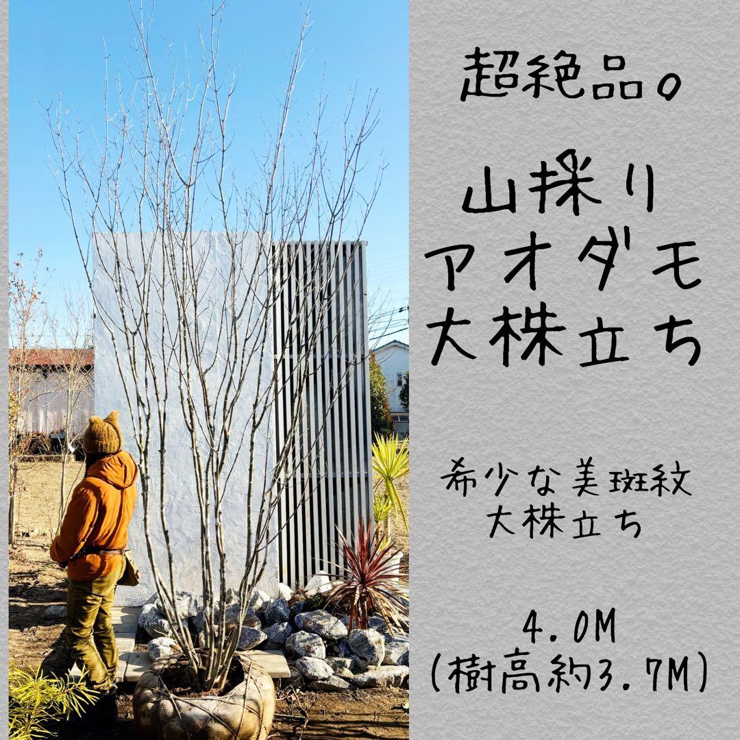 超絶品山採りアオダモ大株立ち4.0M(鉢底から)※エリア限定自社配送又は引き取り