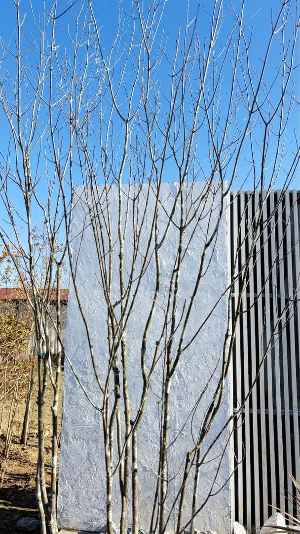 超絶品山採りアオダモ大株立ち4.0M(鉢底から)※エリア限定自社配送又は引き取り