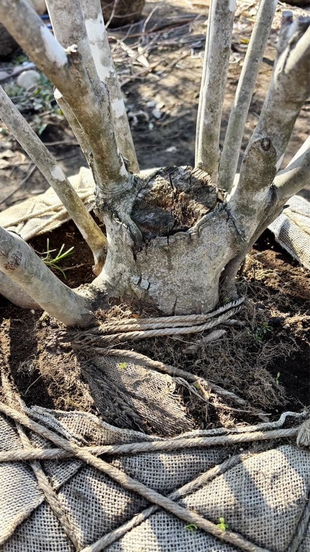 超絶品山採りアオダモ大株立ち4.0M(鉢底から)※エリア限定自社配送又は引き取り