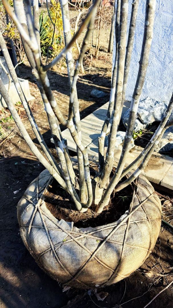 超絶品山採りアオダモ大株立ち4.0M(鉢底から)※エリア限定自社配送又は引き取り