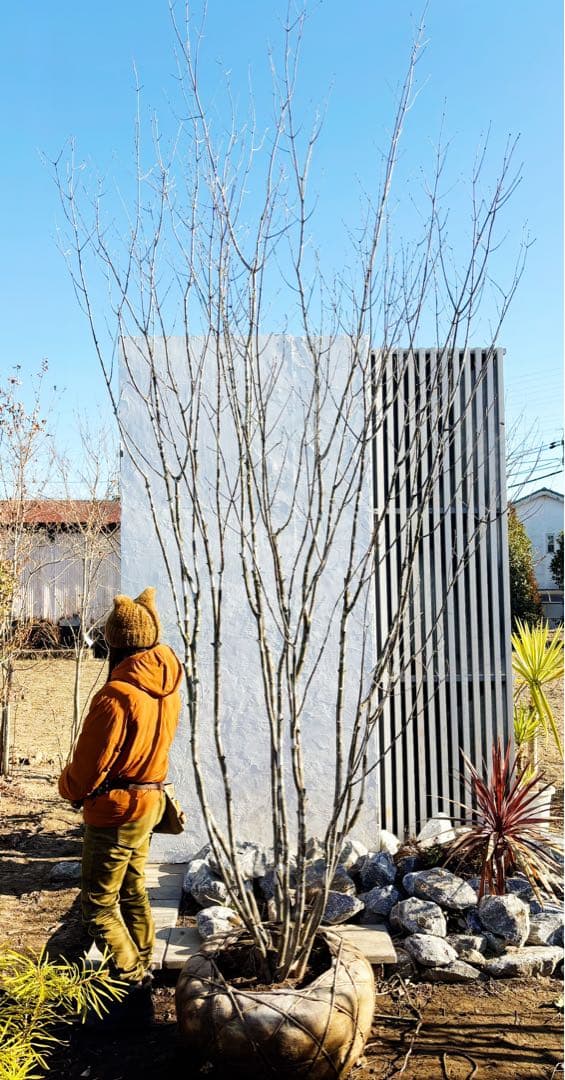 超絶品山採りアオダモ大株立ち4.0M(鉢底から)※エリア限定自社配送又は引き取り