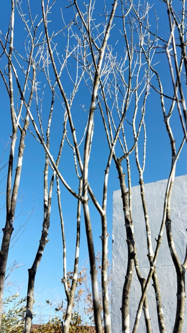 超絶品山採りアオダモ大株立ち4.0M(鉢底から)※エリア限定自社配送又は引き取り