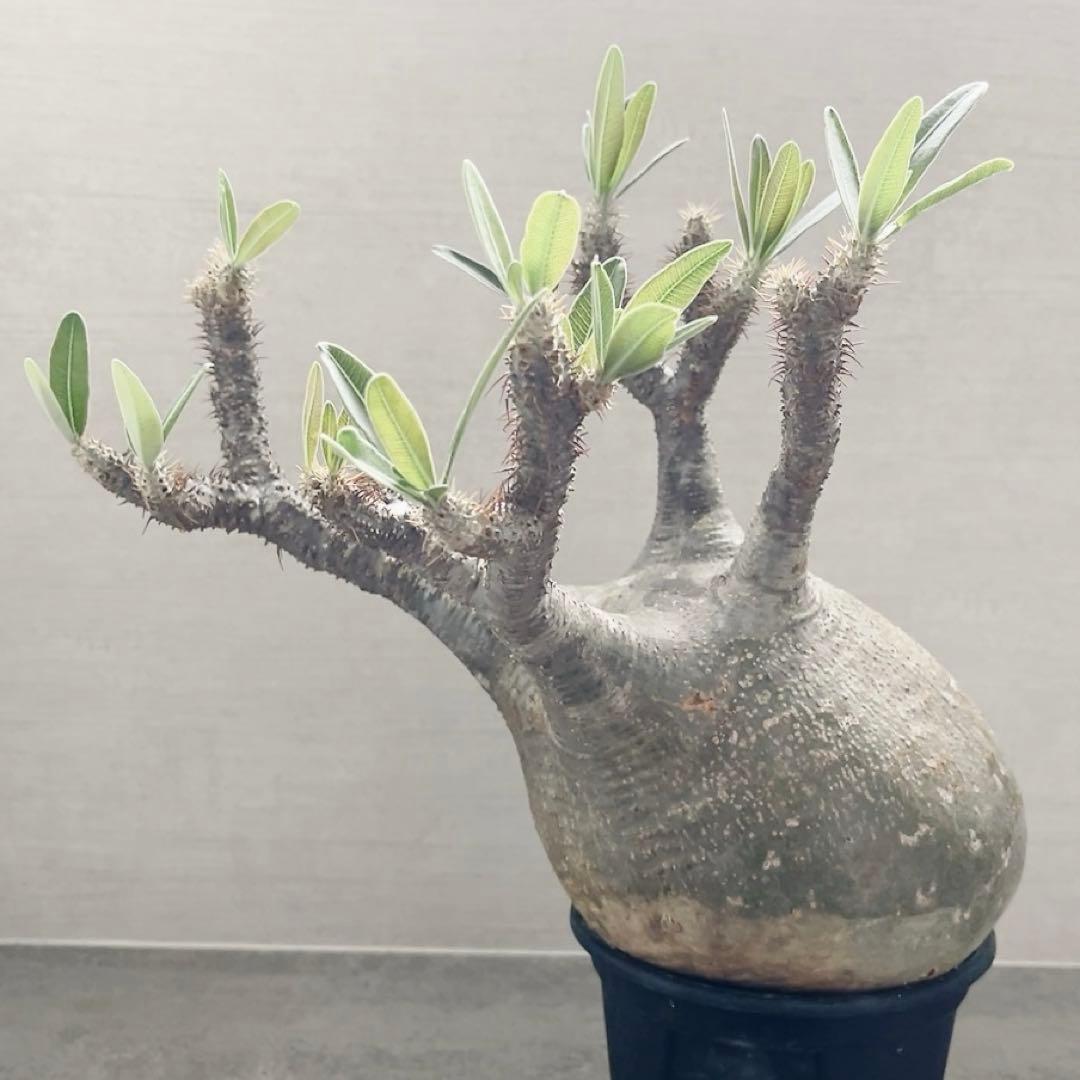 《期間限定販売❗️》『パキポディウム グラキリス』　極美大株　現地球　発根済