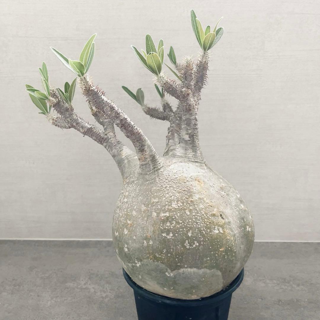 《期間限定販売❗️》『パキポディウム グラキリス』　極美大株　現地球　発根済