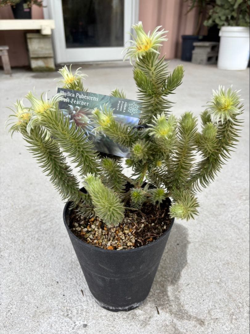 フィリカプベッセンスワフトフェザー　3