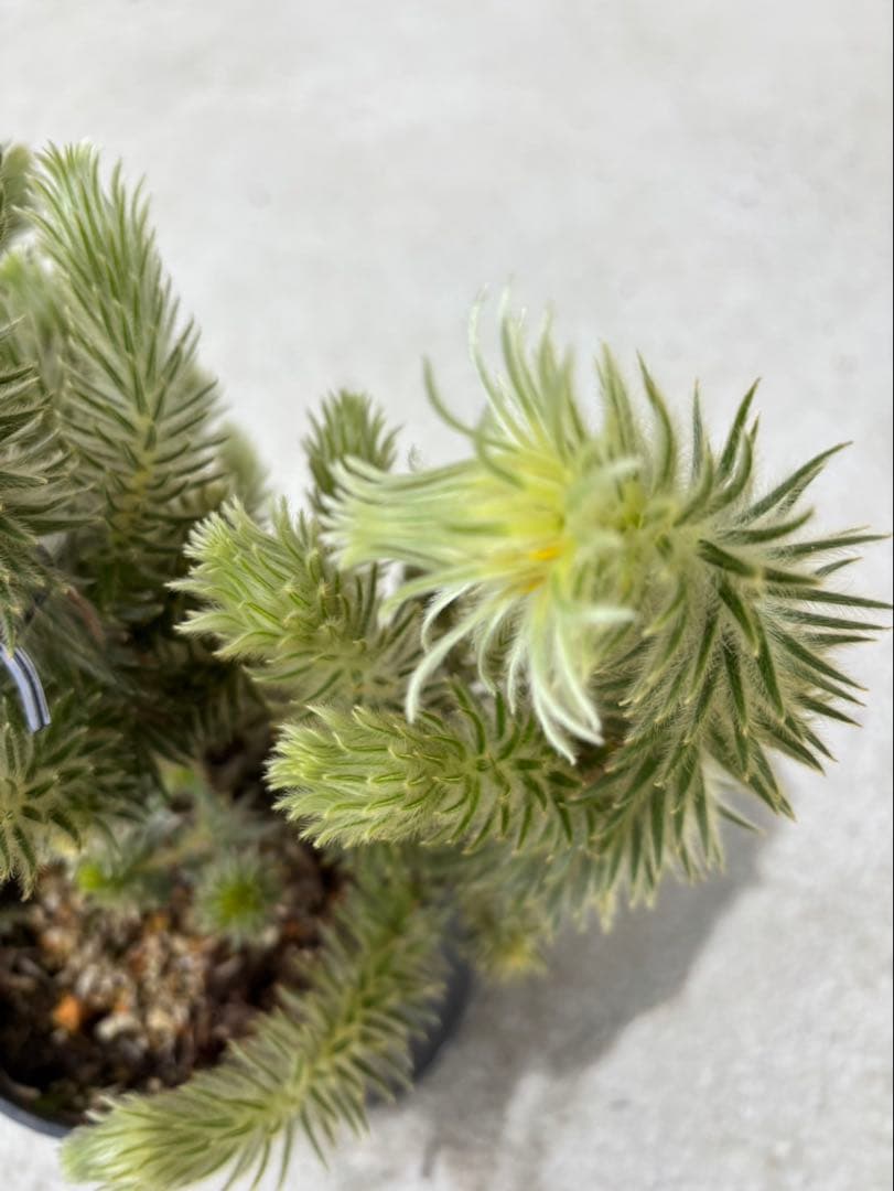 フィリカプベッセンスワフトフェザー　3