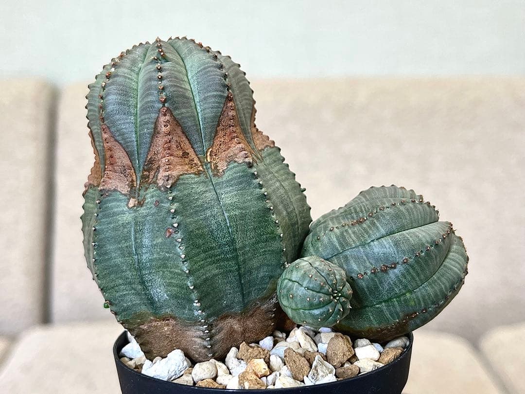 ユーフォルビア オベサ ヨーロッパ株 コレクション アロー 木質化