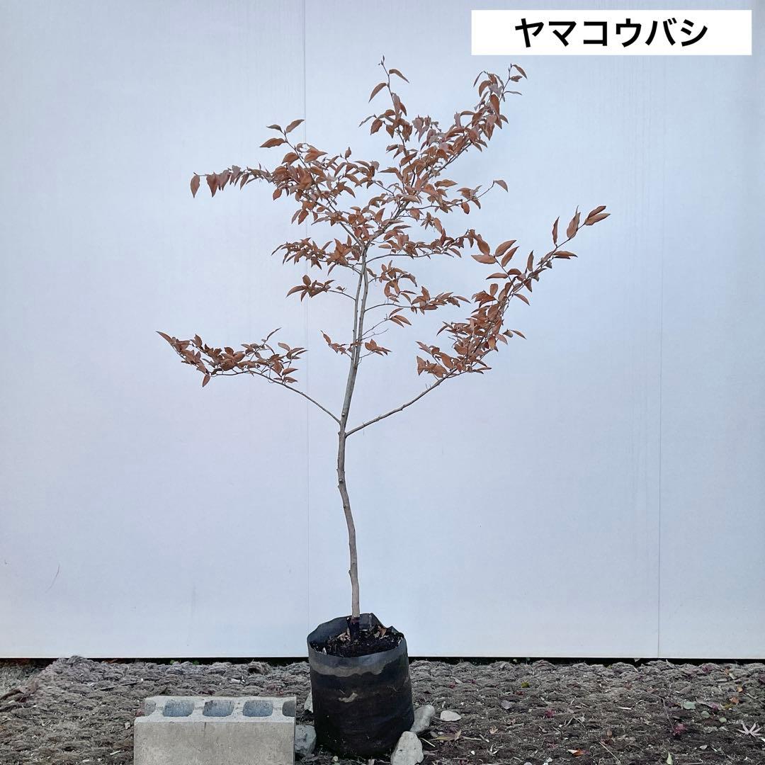 ヤマコウバシ/ 965