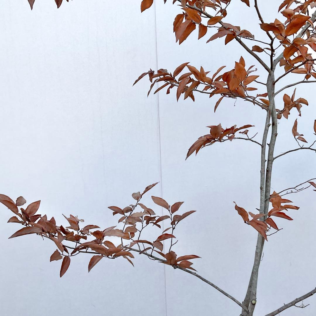 ヤマコウバシ/ 965