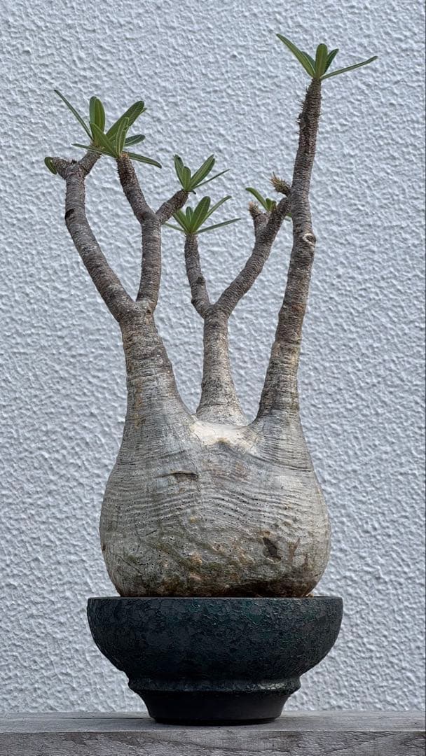 パキポディウム グラキリス　大株　カチカチ　発根済み　浅鉢　活着