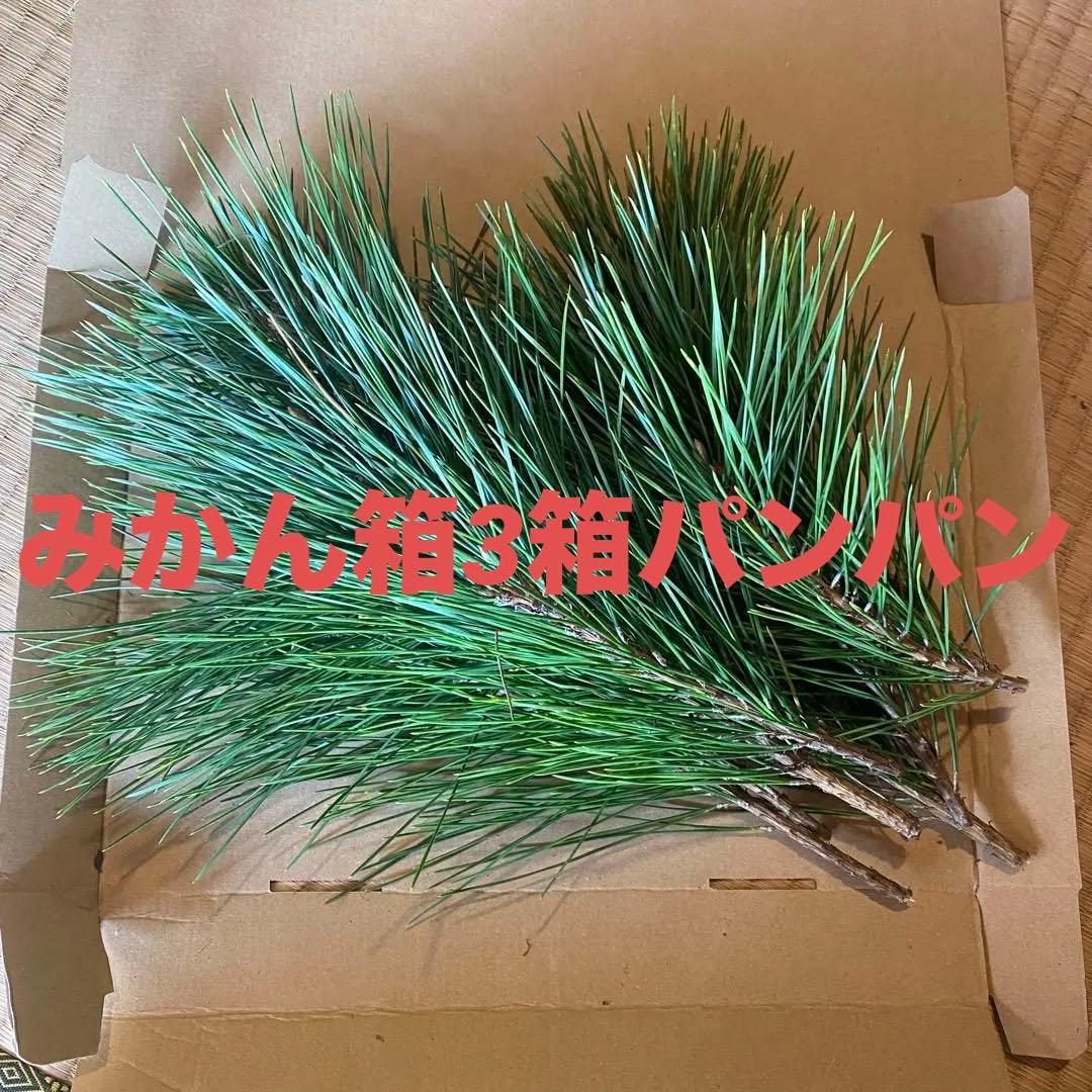 松　みかん箱3箱ぱんぱんに詰めます　40cm前後目安　長め希望可能