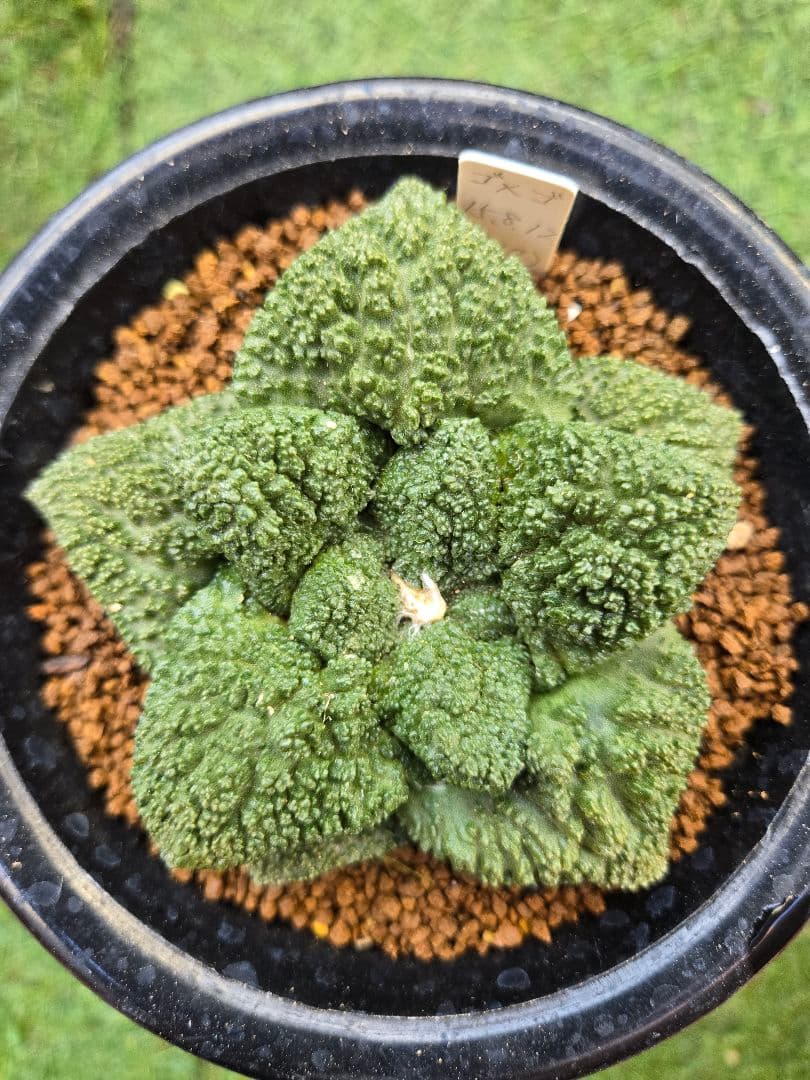 サボテン• 亀甲牡丹ゴジラ• 実生