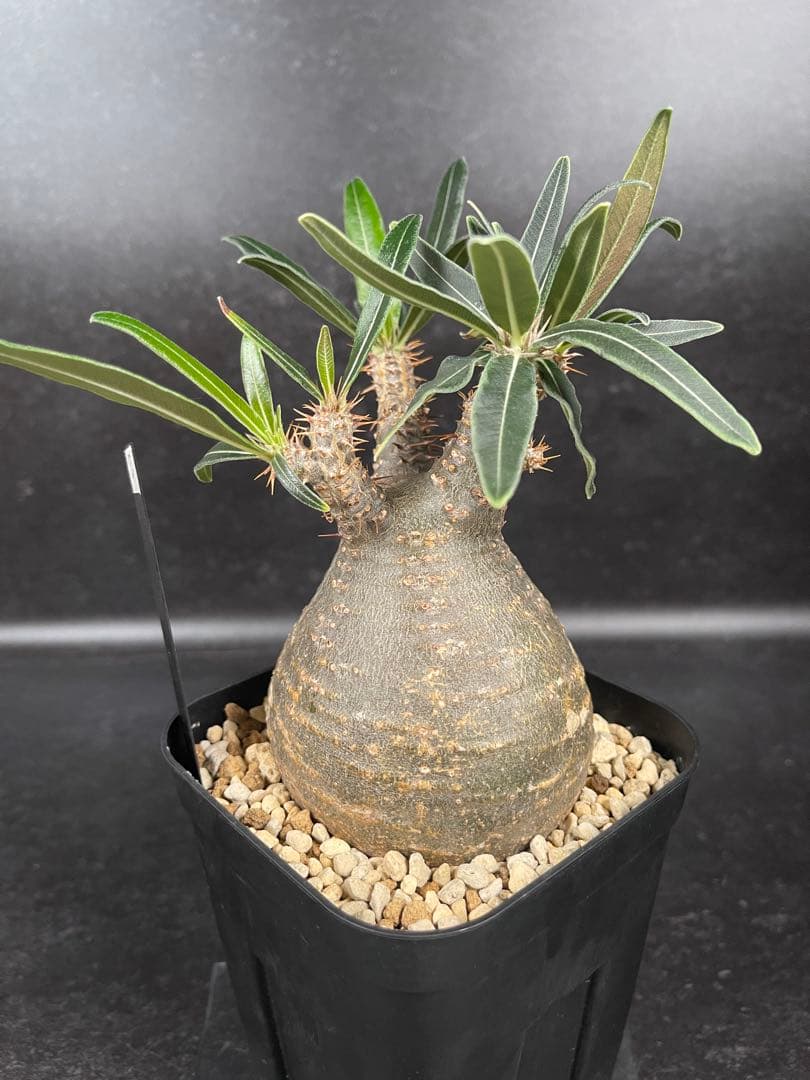 EMP パキポディウム グラキリス / 岩肌 現地球 C3