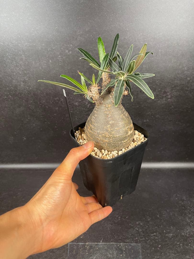 EMP パキポディウム グラキリス / 岩肌 現地球 C3