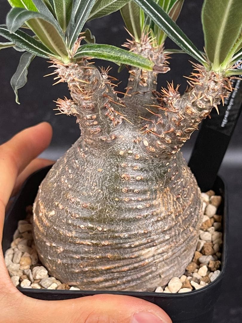 EMP パキポディウム グラキリス / 岩肌 現地球 C3