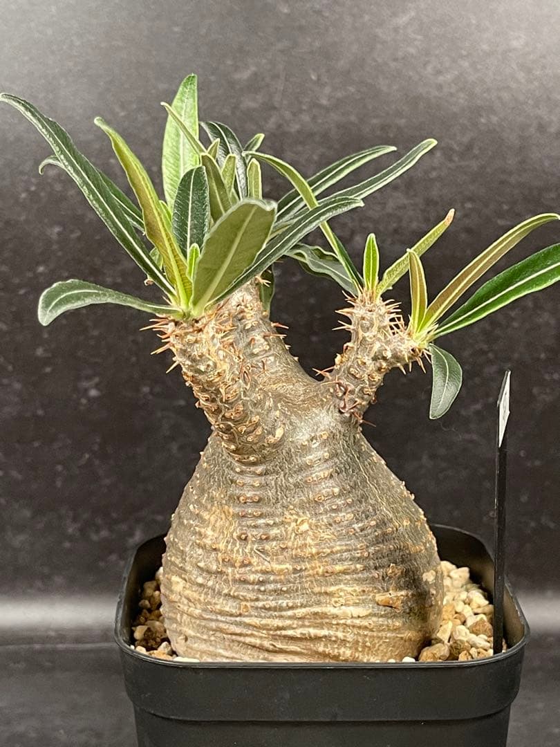 EMP パキポディウム グラキリス / 岩肌 現地球 C3