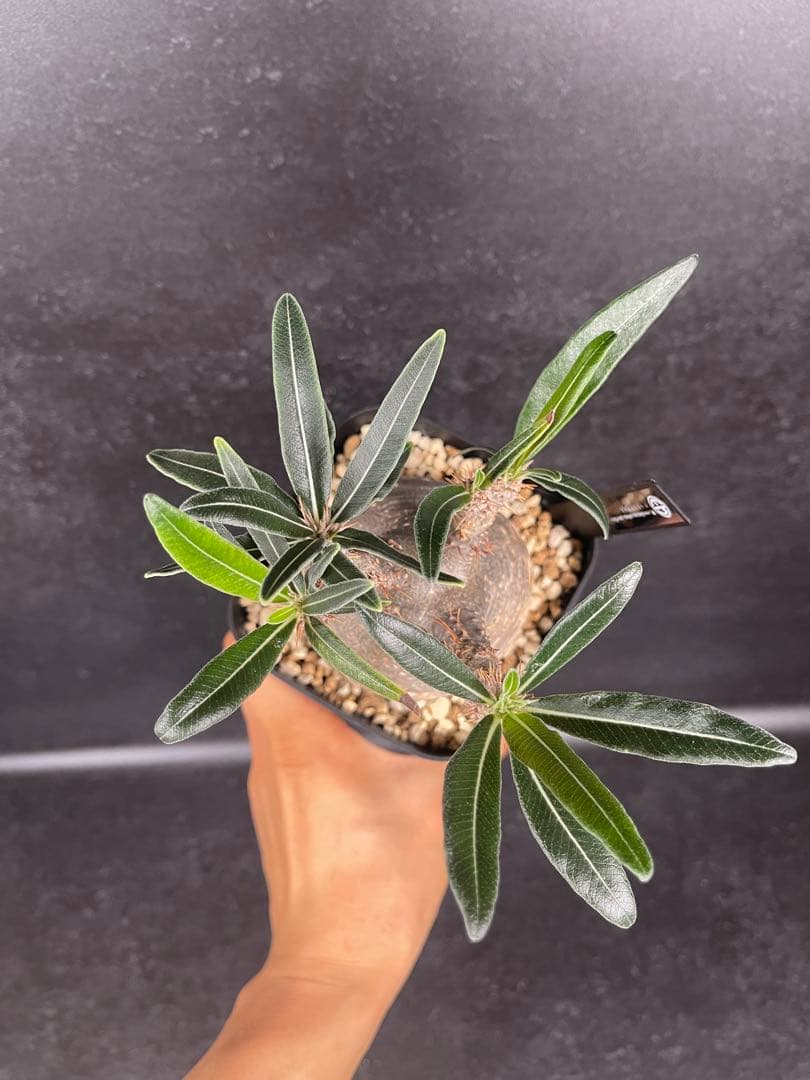 EMP パキポディウム グラキリス / 岩肌 現地球 C3