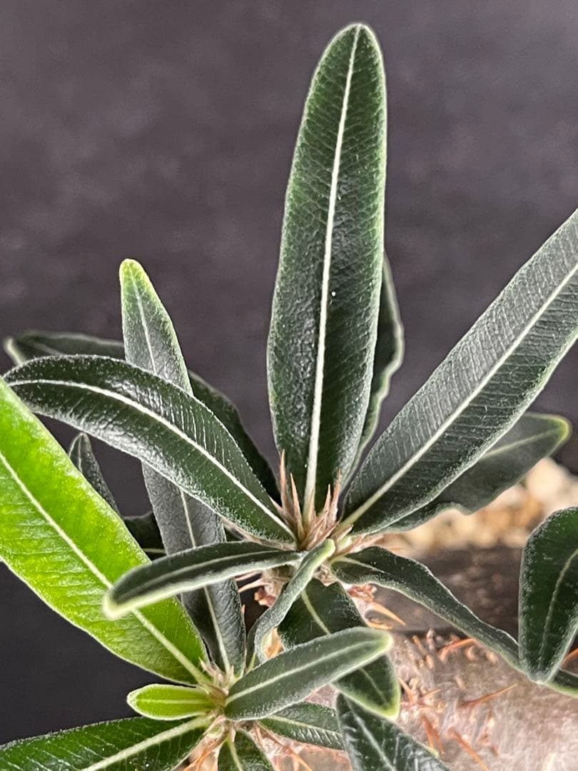 EMP パキポディウム グラキリス / 岩肌 現地球 C3