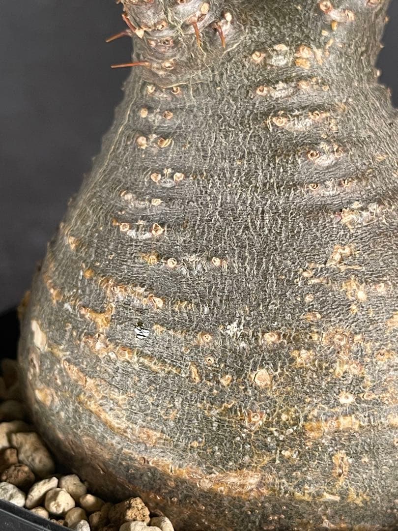 EMP パキポディウム グラキリス / 岩肌 現地球 C3