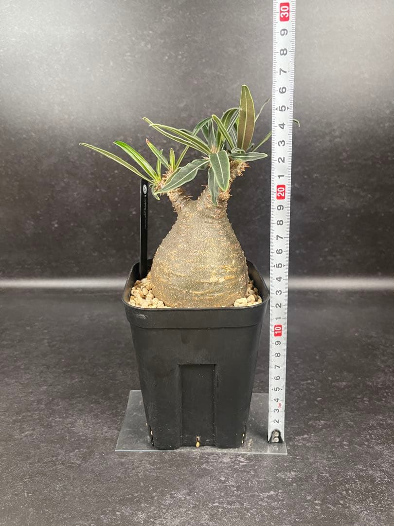 EMP パキポディウム グラキリス / 岩肌 現地球 C3