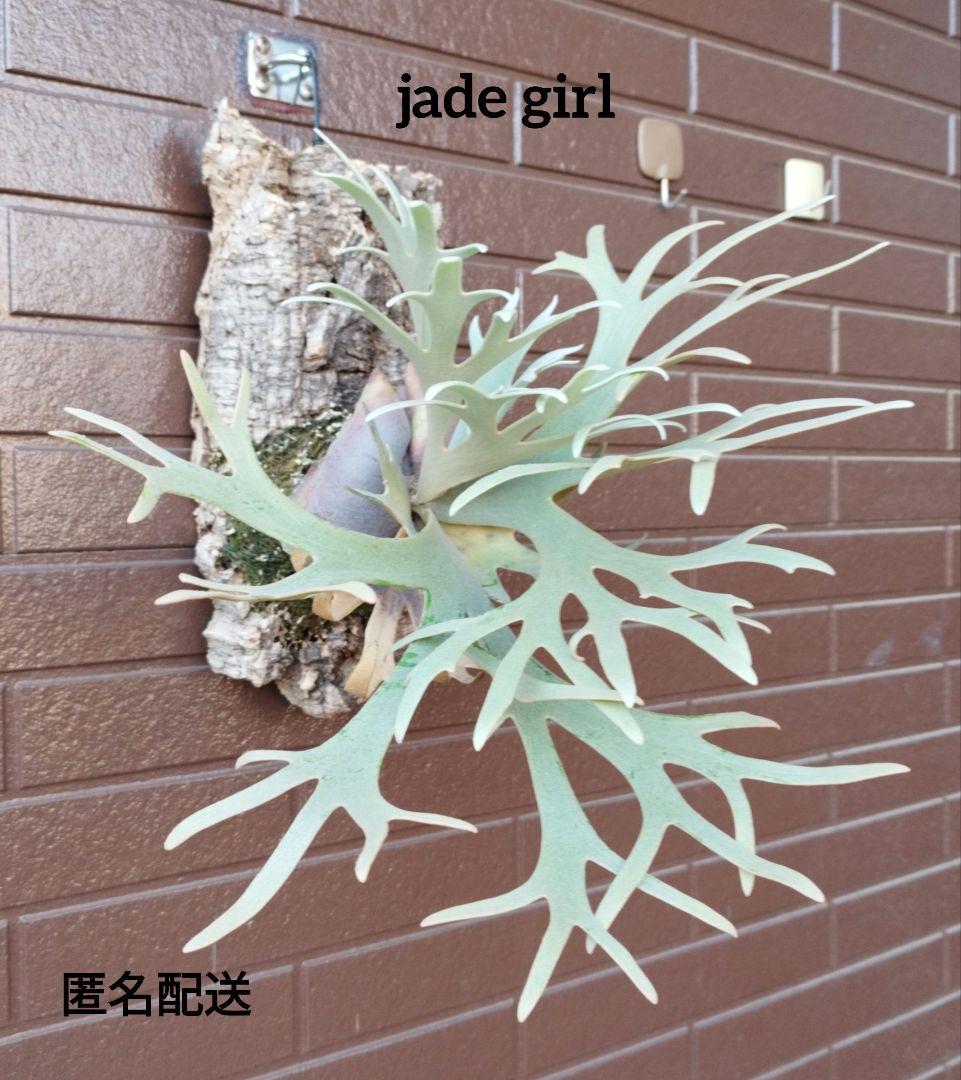 jade girl ジェイドガール　株分 ビカクシダ