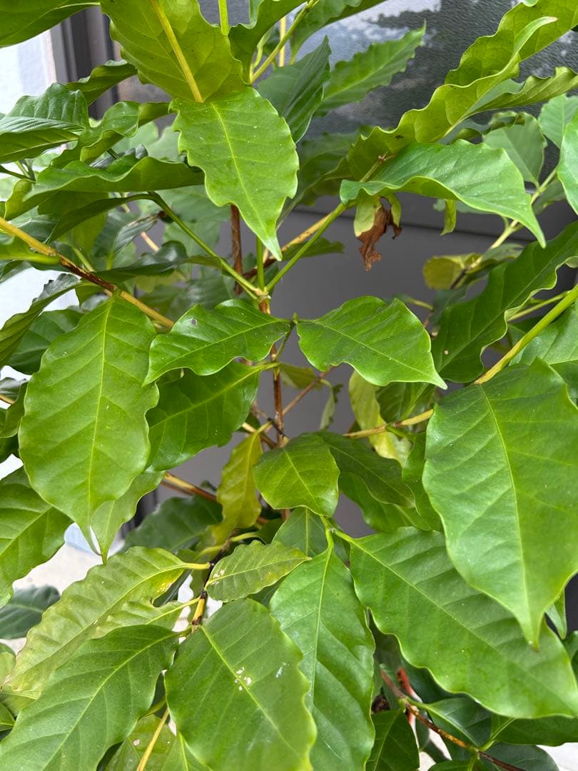 『訳あり』コーヒーの木 約1.3メートル 2株植