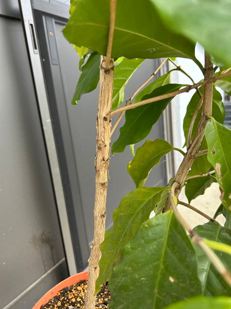 『訳あり』コーヒーの木 約1.3メートル 2株植