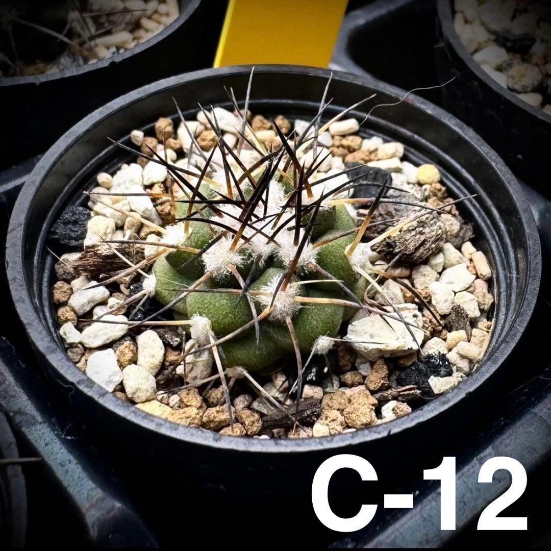 /様 サボテン 実生苗