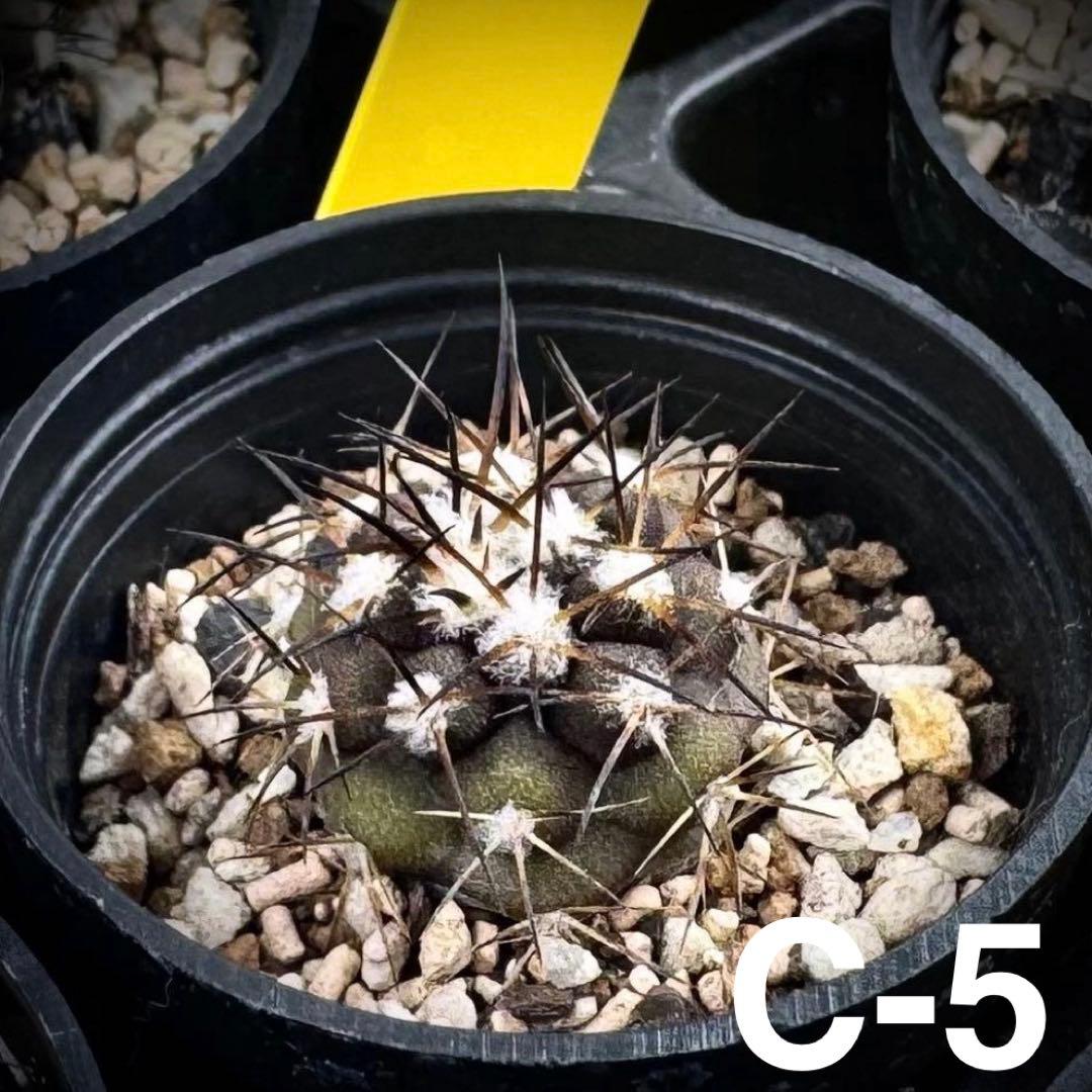 /様 サボテン 実生苗