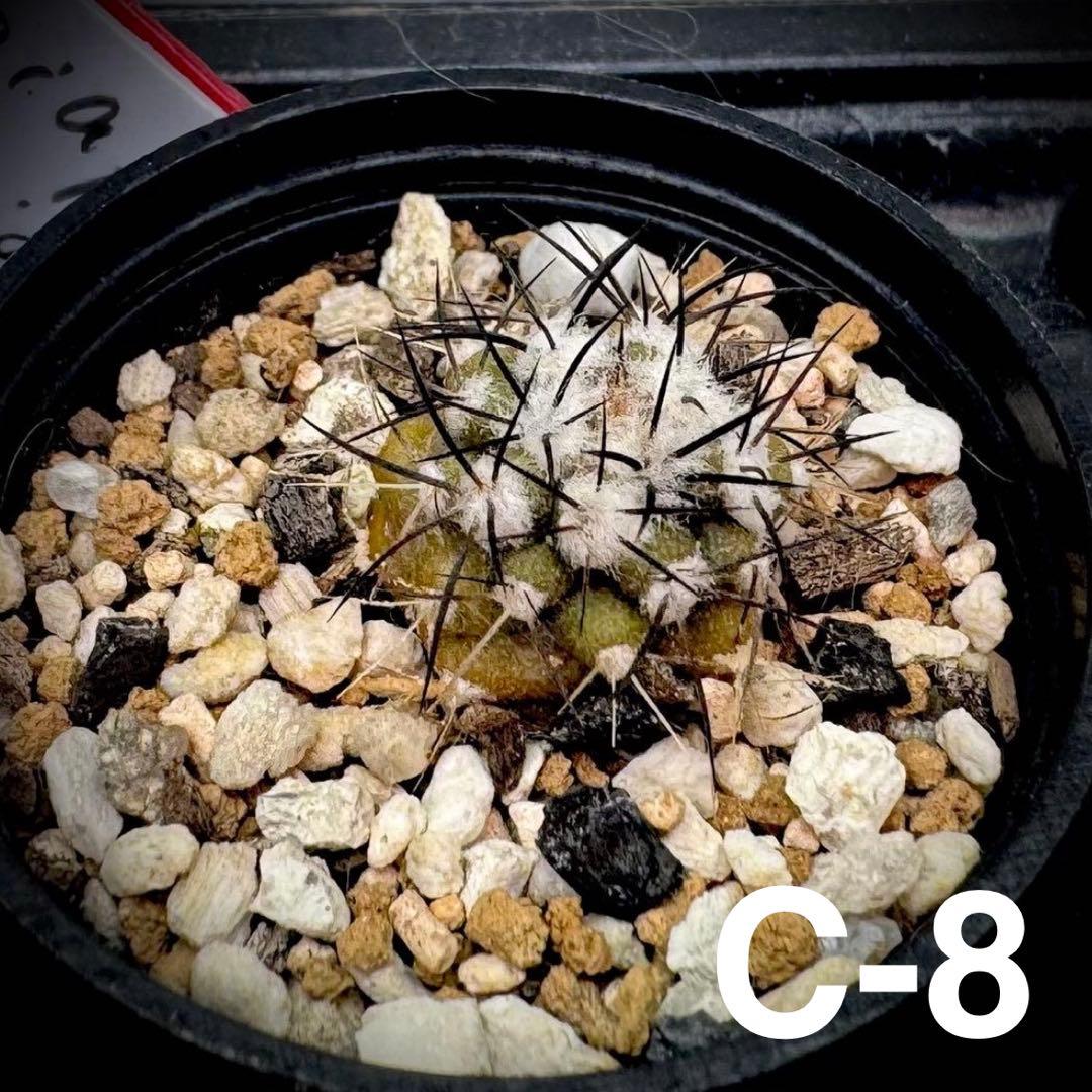 /様 サボテン 実生苗