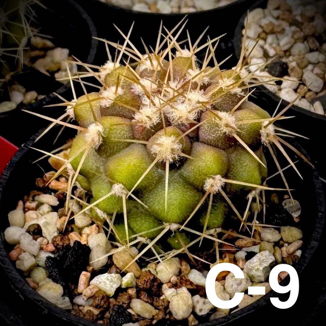 /様 サボテン 実生苗