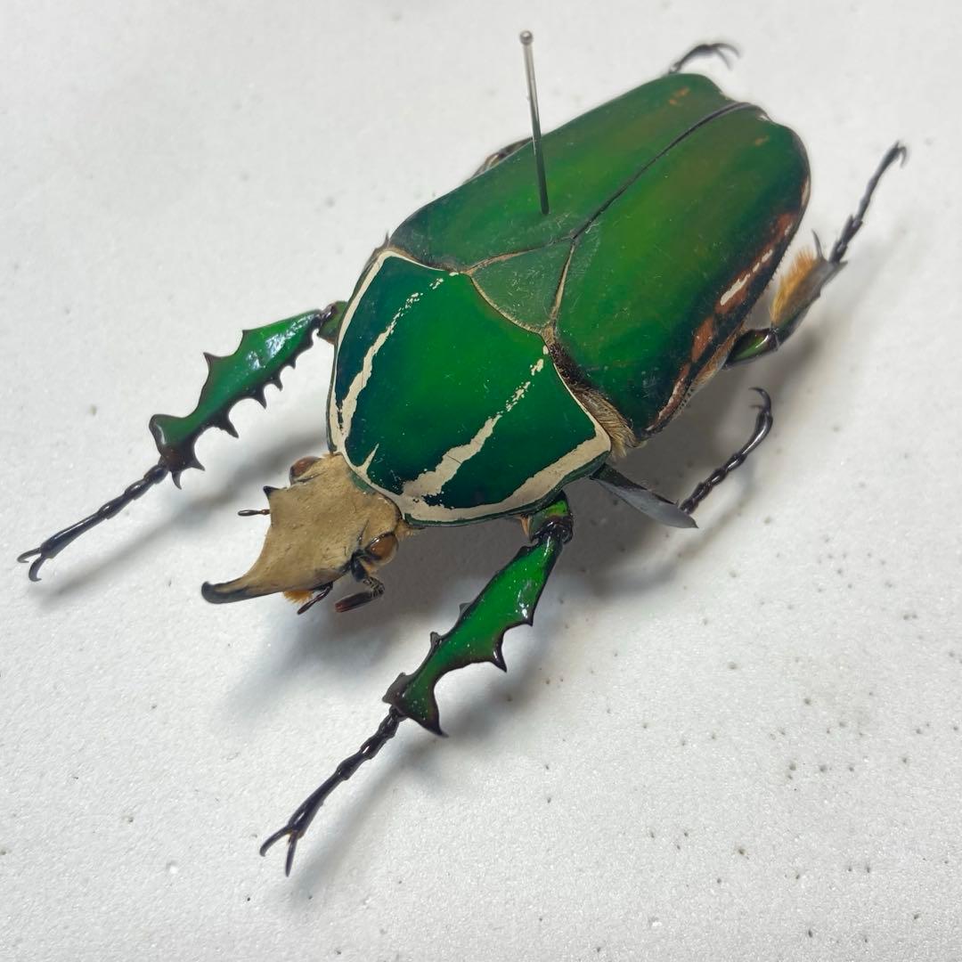 メキノリーナ・トルクアータ　オオツノカナブン　約56ミリ　1983年　アフリカ