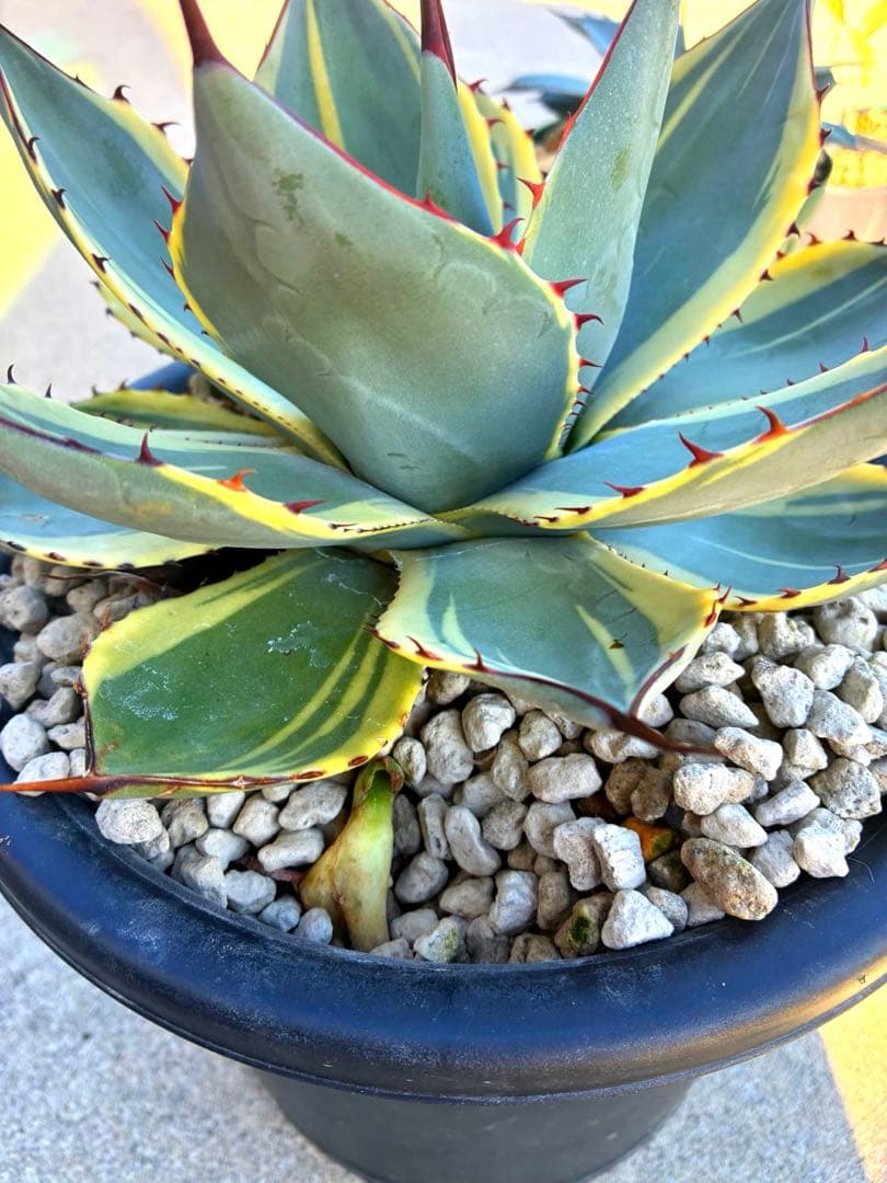 パリートランカータ　オリザバ※ランナー付き　葉幅30cm