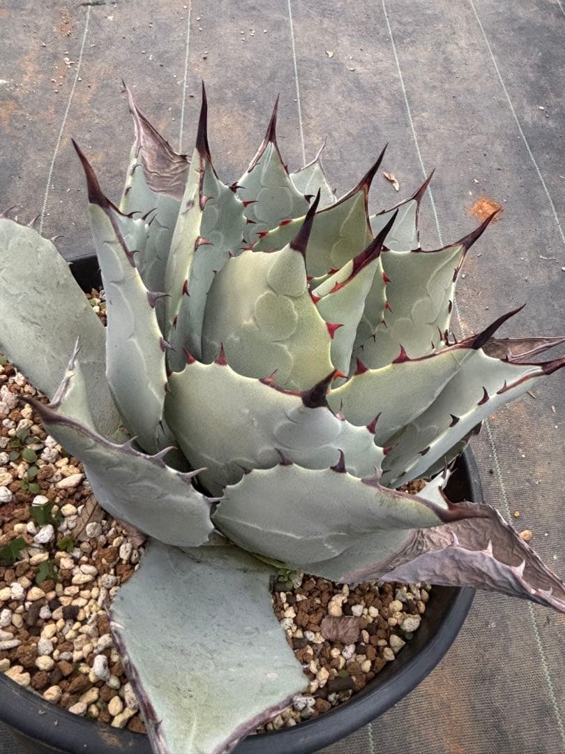 アガベ　パリーハイブリッド　検索　リップルエフェクト　オリザバ