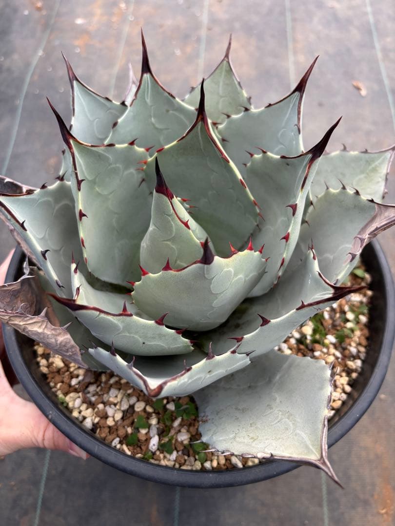 アガベ　パリーハイブリッド　検索　リップルエフェクト　オリザバ