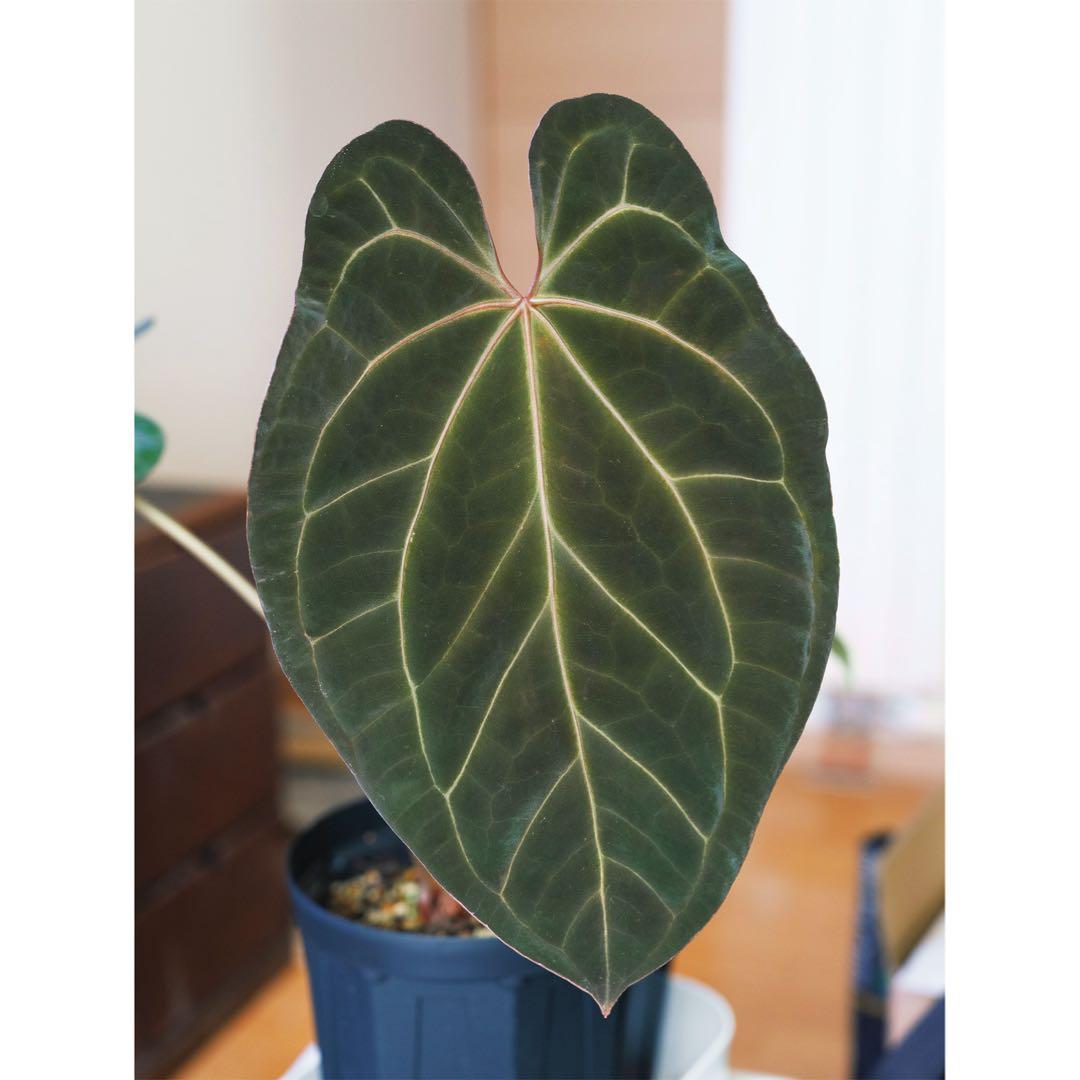 アンスリウム papillilaminum ‘Red stem’