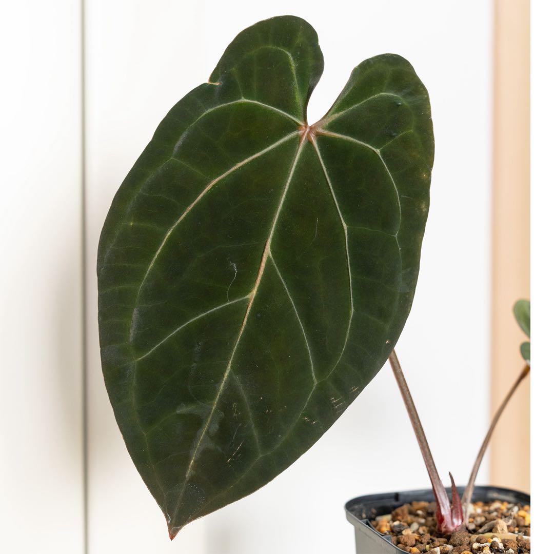 アンスリウム papillilaminum ‘Red stem’