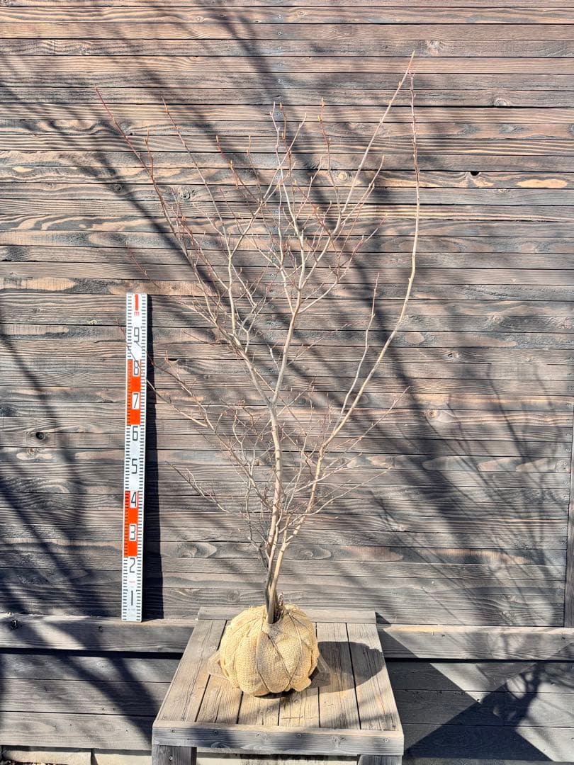 シロモジ/株立ち【現品発送】管理80012