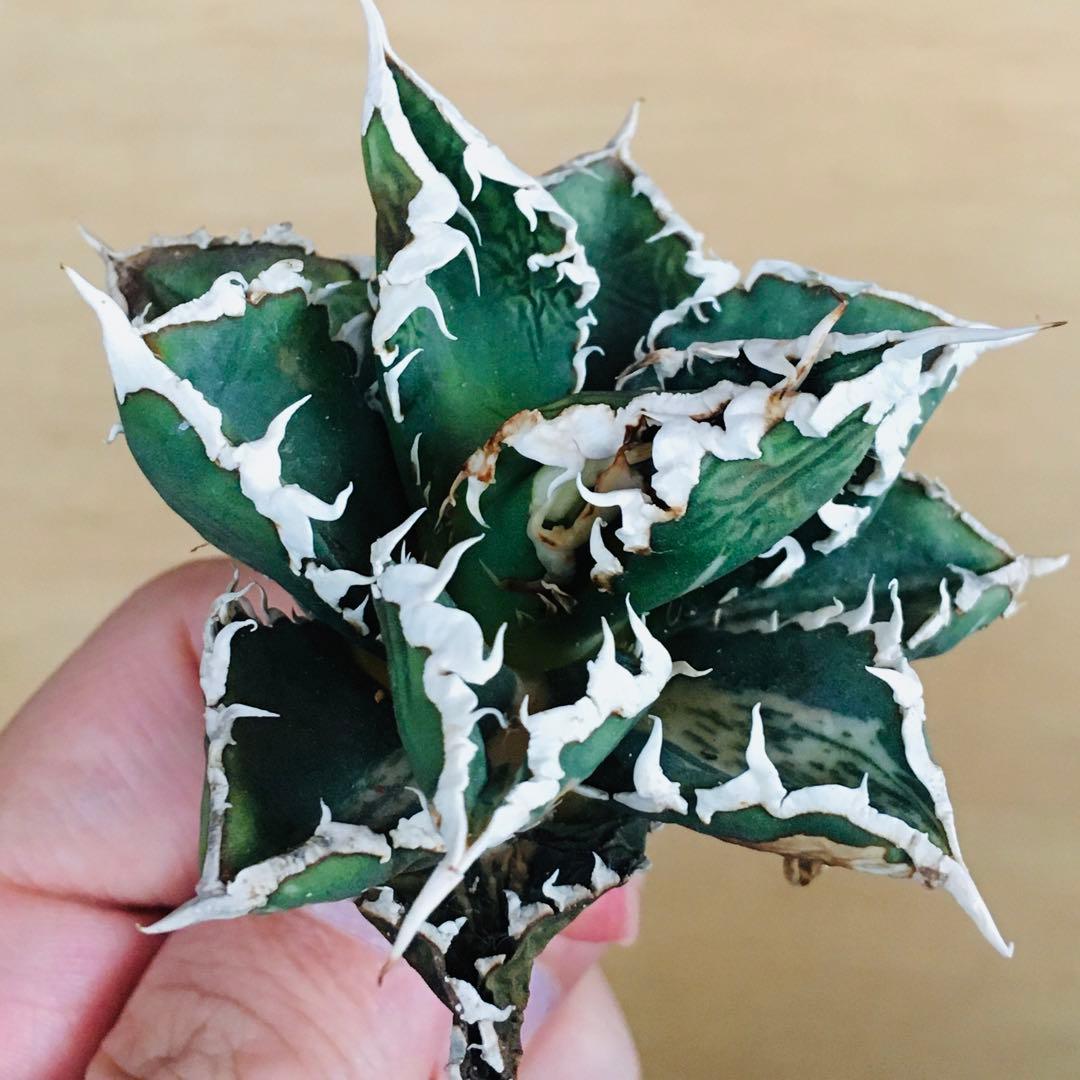 狼人錦 白中斑 TC株 強棘 短葉 アガベ チタノタ ウェアウルフ錦