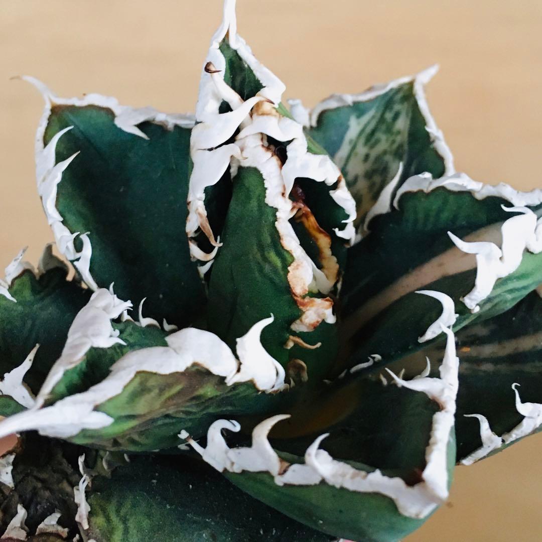 狼人錦 白中斑 TC株 強棘 短葉 アガベ チタノタ ウェアウルフ錦