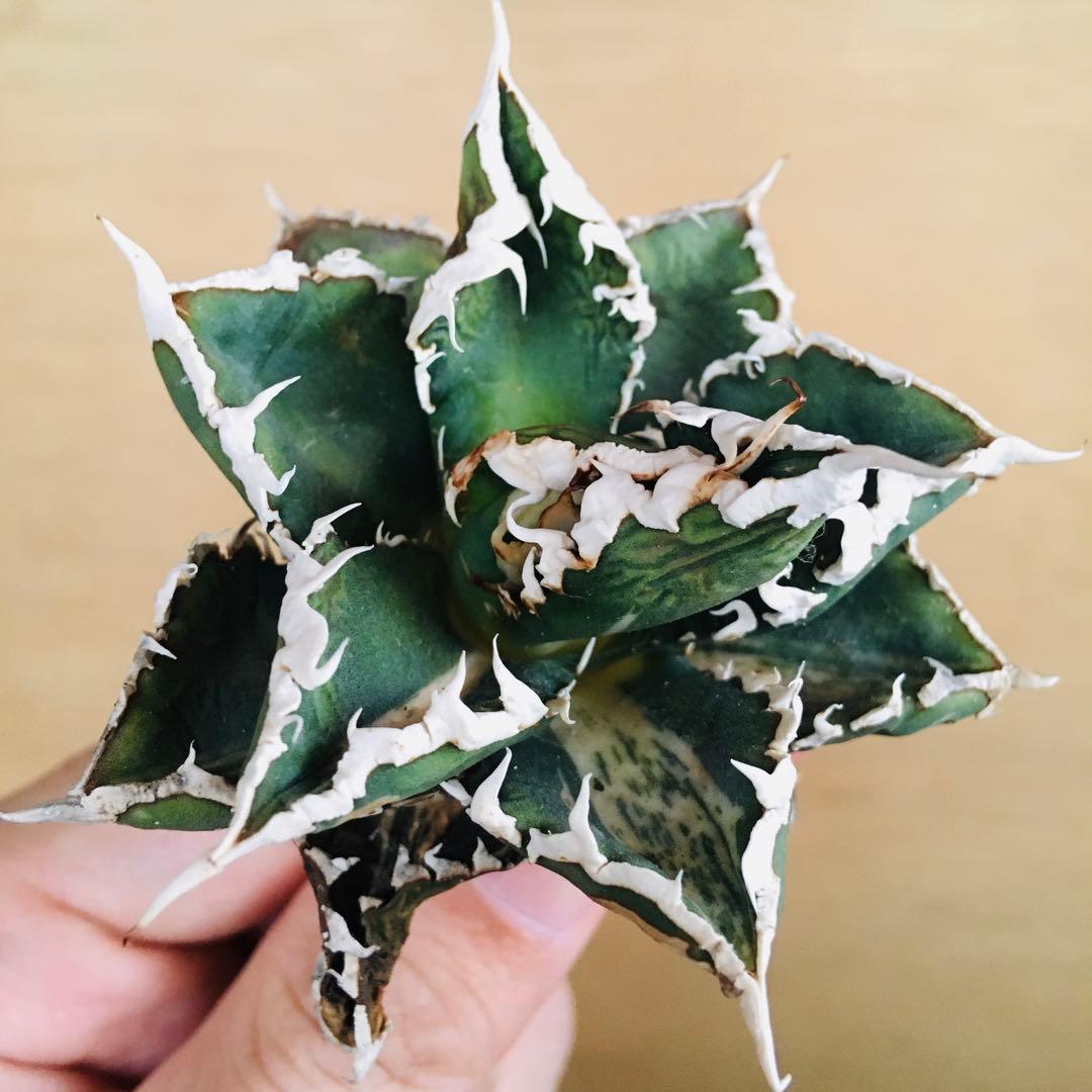 狼人錦 白中斑 TC株 強棘 短葉 アガベ チタノタ ウェアウルフ錦